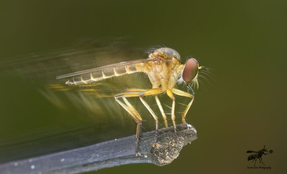 Single shot with hand held