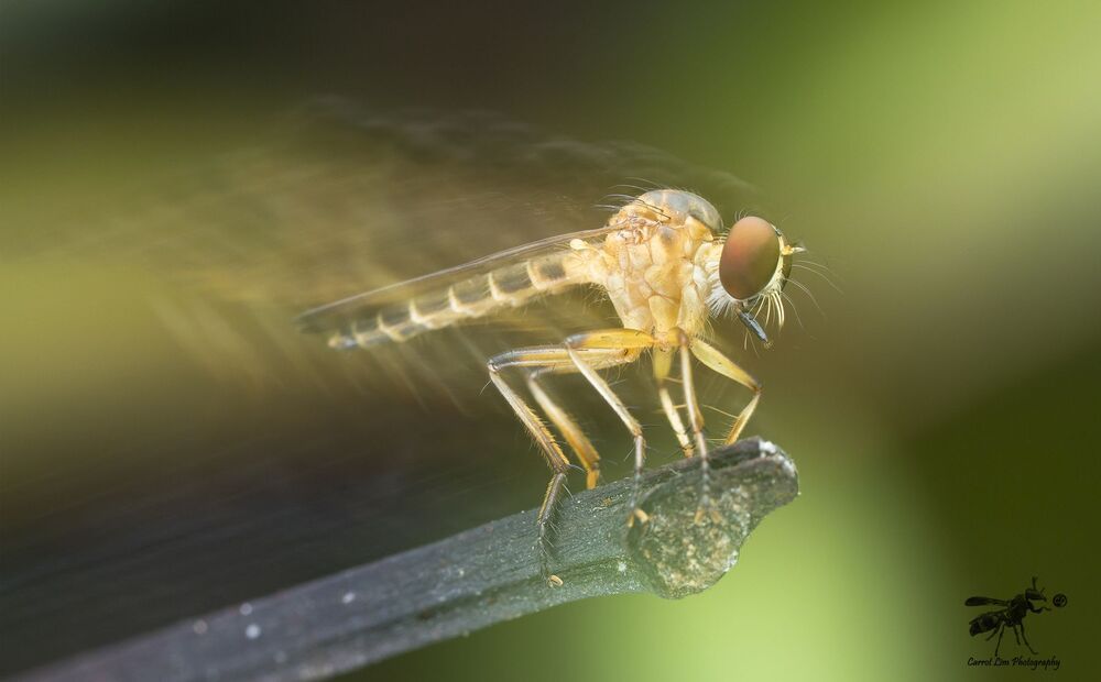Single shot with hand held