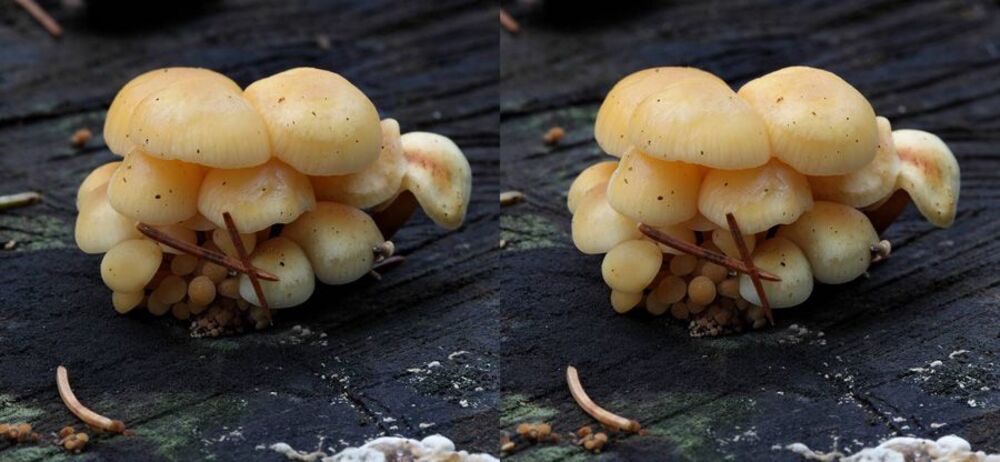 Опенок зимний Flammulina velutipes.
Вкусный съедобный гриб, используется свежим (отваривание около 20 минут), маринованным и соленым. У молодых грибов обрезают темную часть ножки, у старых собирают только шляпки. В вареном виде остается скользким, что не всем нравится. Заморозки переносит хорошо, не теряя своих вкусовых качеств, поэтому можно собирать мороженный и оттаявший
