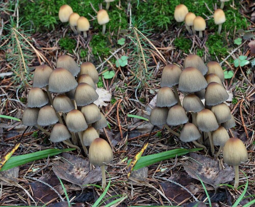 Навозник мерцающий Coprinus micaceus.
Вкусный съедобный гриб в молодом возрасте, используется свежим (отваривание около 5 минут) во вторых блюдах. Собирают обычно только шляпки (они более вкусные, более чистые и менее ломкие) только со светлыми пластинками. Гриб очень быстро созревает, серые пластинки через два - три часа становятся почти черными. Этот навозник очень хрупкий, и его надо очень осторожно промывать, а собирать лучше чистые экземпляры. Перерабатывают его сразу после сбора