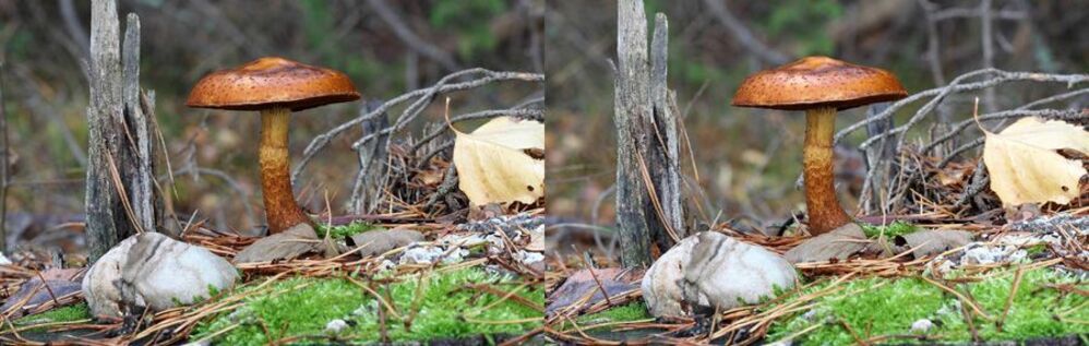Чешуйчатка обыкновенная Pholiota squarrosa.
Съедобный гриб (по мнению некоторых специалистов условно съедобный, и даже почему-то несъедобный), используется свежим (отваривание около 20 минут) во вторых блюдах, более вкусен в солении и маринованным со специями. Еловая форма немного горчит, ее лучше солить и мариновать. Ножки собирают только у молодых грибов с нераскрытой шляпкой и желтоватой (не коричнево-бурой) мякотью.