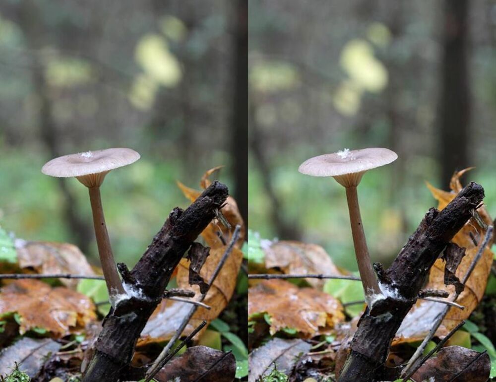 Говорушка бокаловидная Clitocybe cyathiformis.
Малоизвестный съедобный гриб, используется свежим (отваривание около 15 минут), можно солить и мариновать.