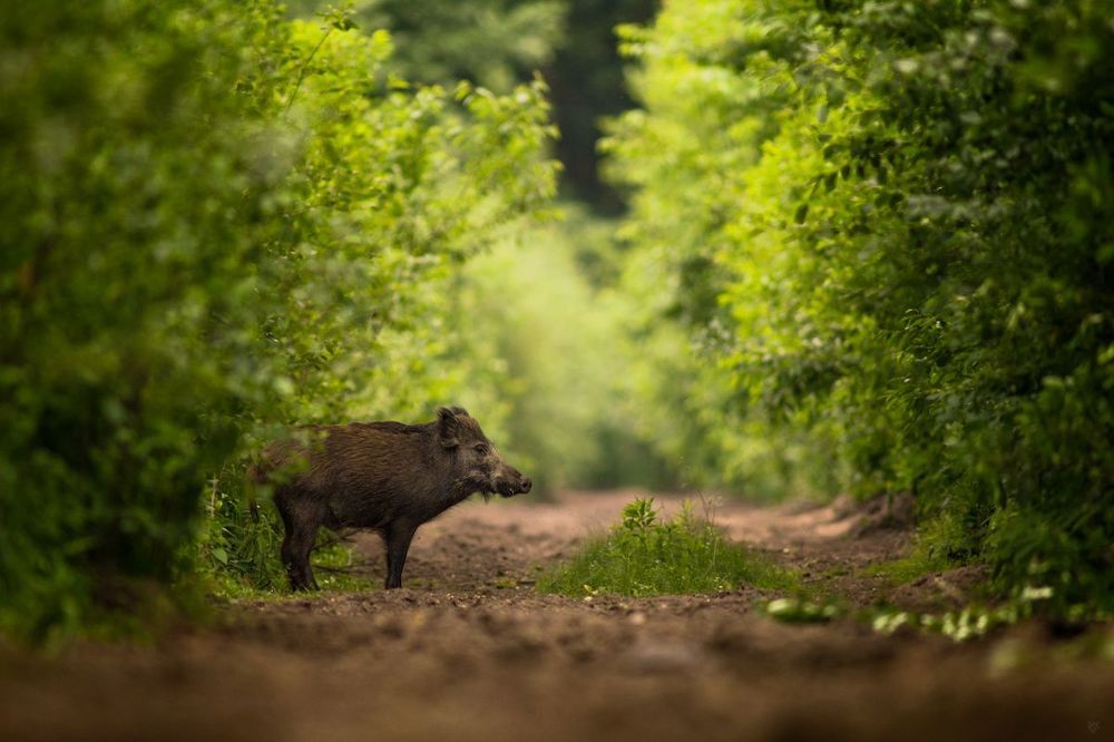 Wild boar