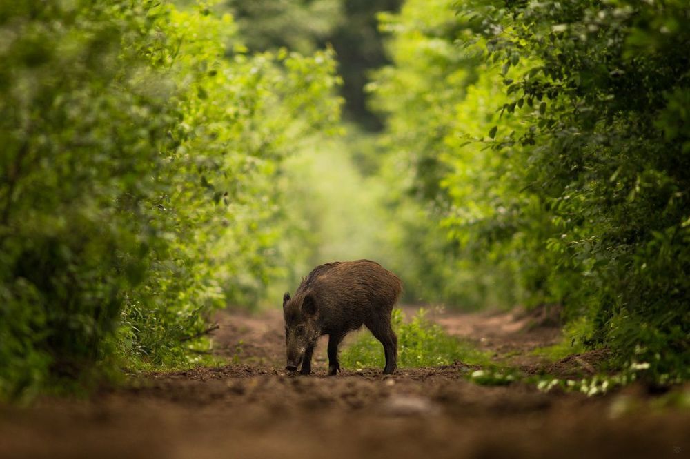 Wild boar