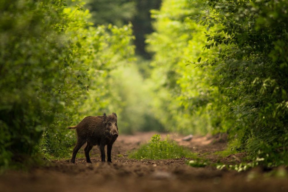 Wild boar