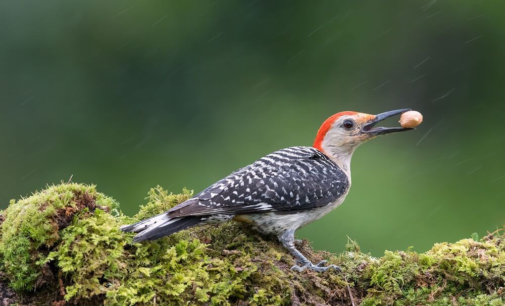 Каролинский меланерпес - Red-bellied Woodpecker