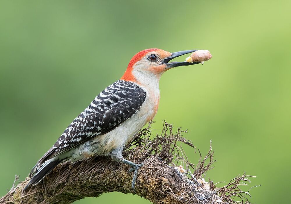Каролинский меланерпес - Red-bellied Woodpecker