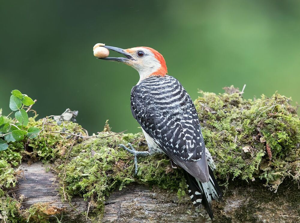 Каролинский меланерпес - Red-bellied Woodpecker