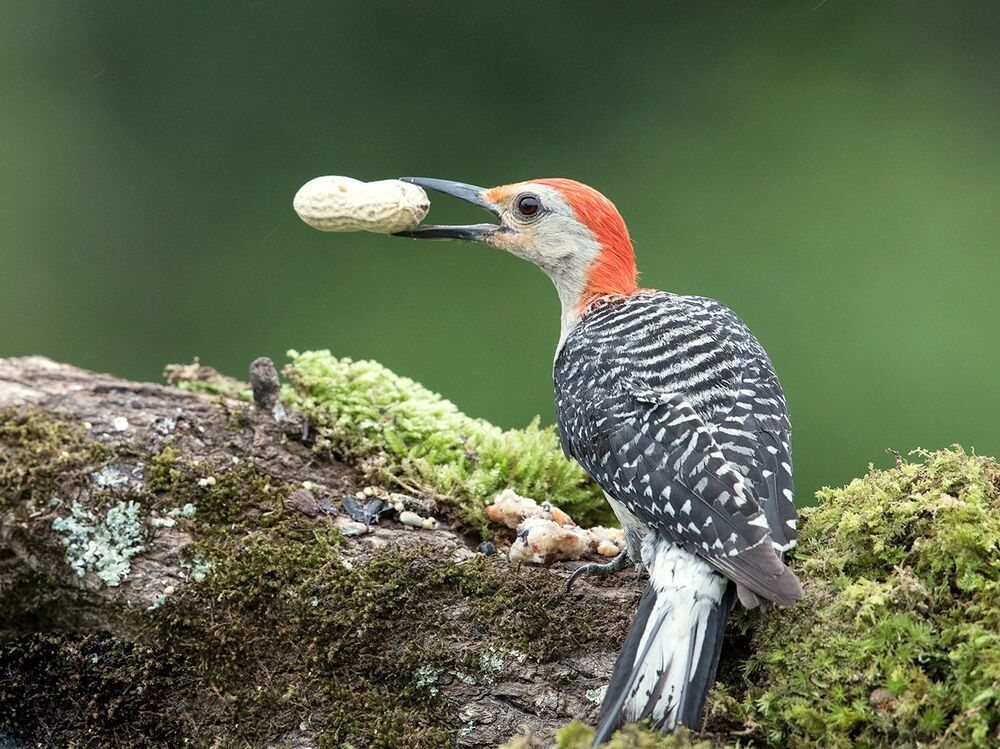 Каролинский меланерпес - Red-bellied Woodpecker