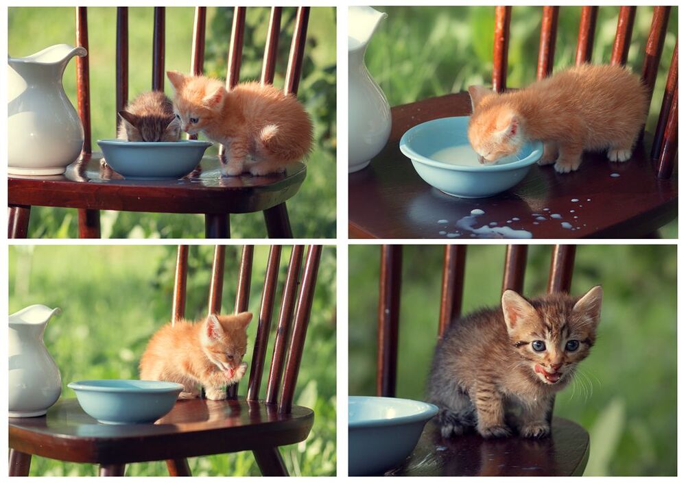 А у нас сегодня кошка родила вчера котят...