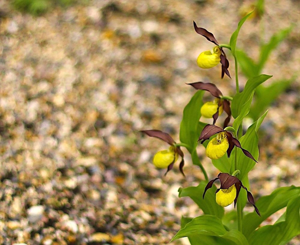 Cypripedium