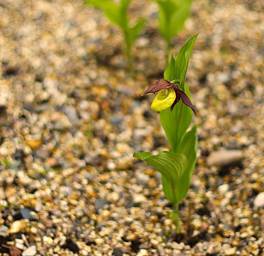 Cypripedium