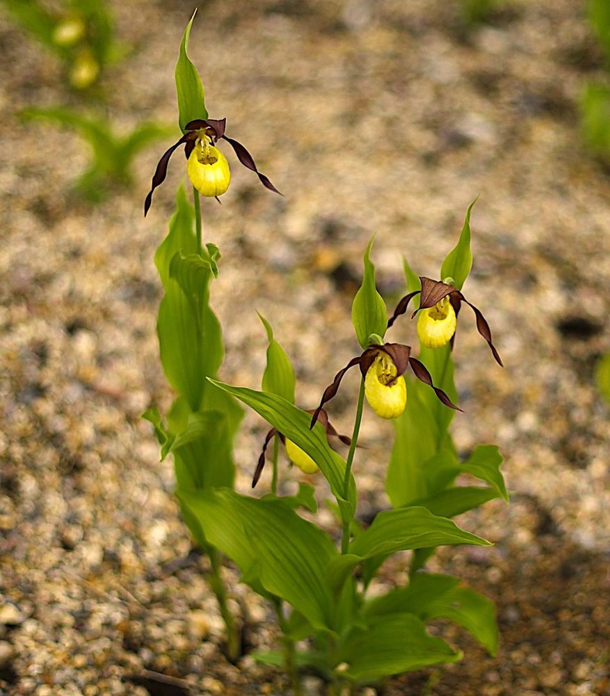 Cypripedium