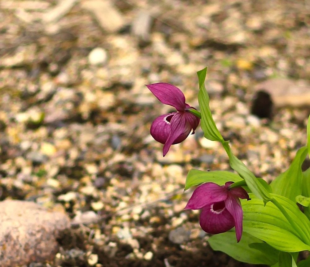 Cypripedium