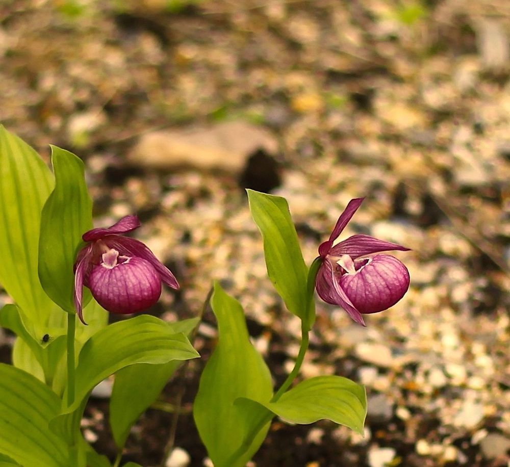 Cypripedium