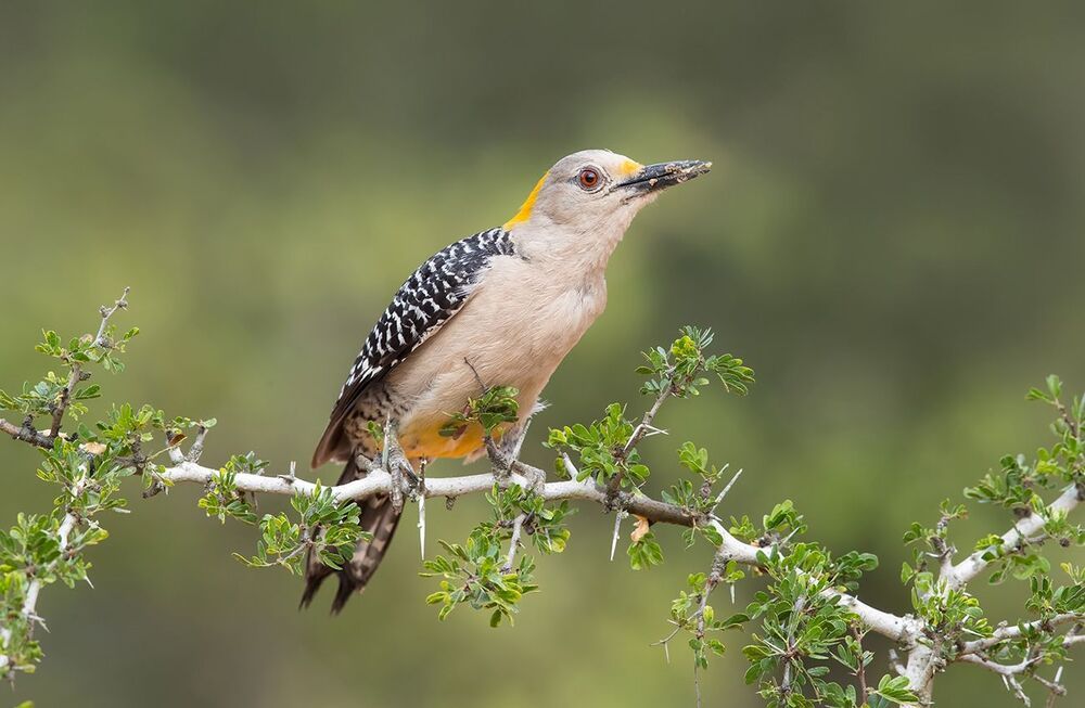 Золотолобый меланерпес - Golden fronted Woodpecker