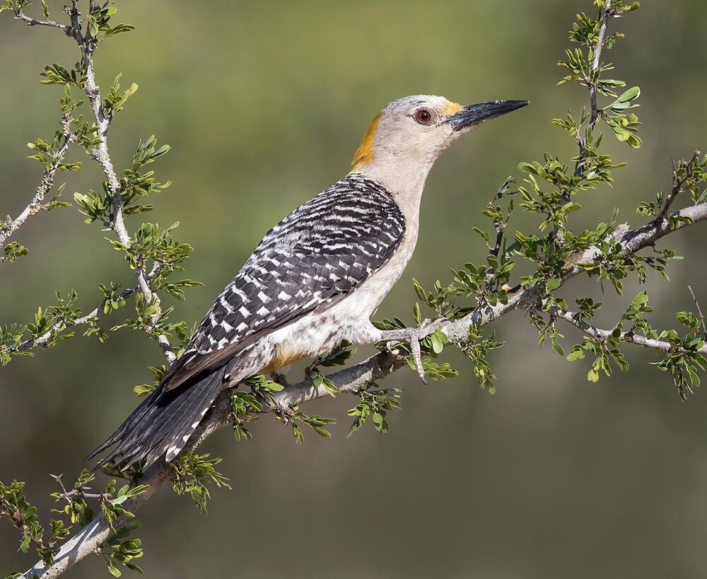 Золотолобый меланерпес - Golden fronted Woodpecker