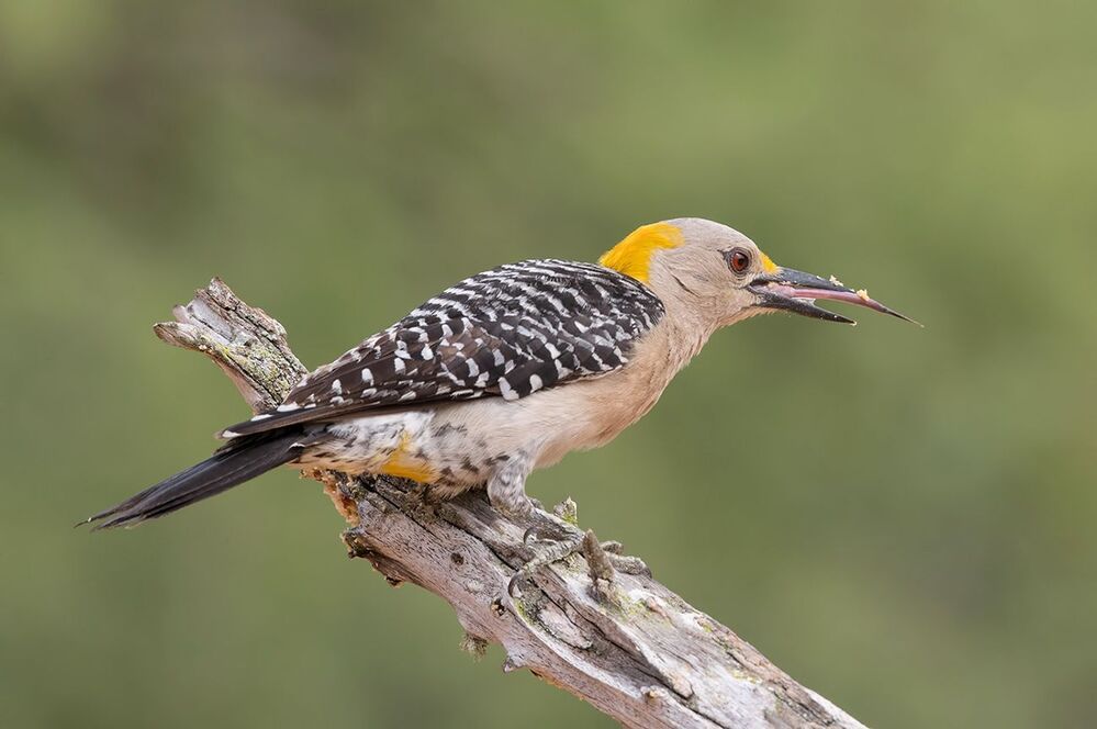 Золотолобый меланерпес - Golden fronted Woodpecker