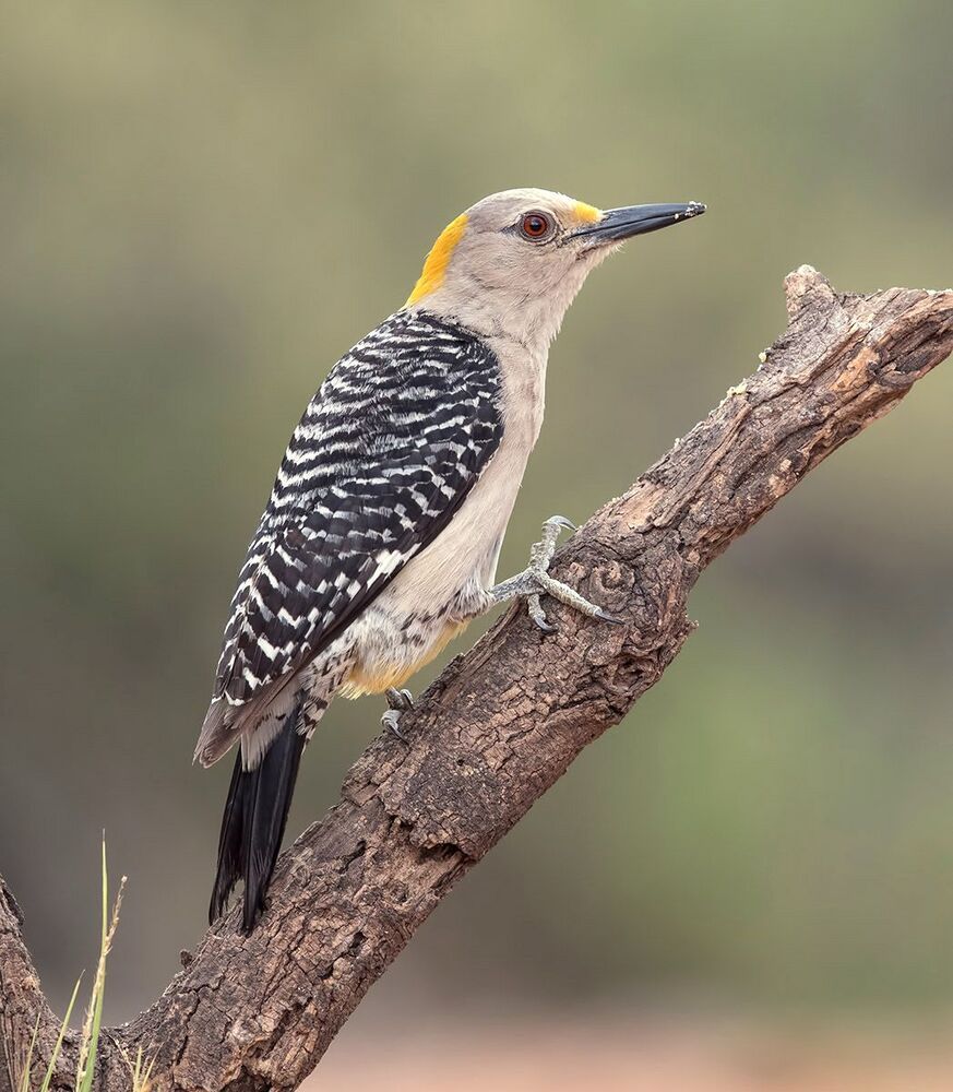 Золотолобый меланерпес - Golden fronted Woodpecker