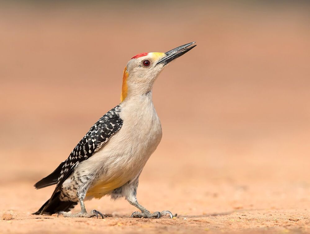 Золотолобый меланерпес - Golden fronted Woodpecker