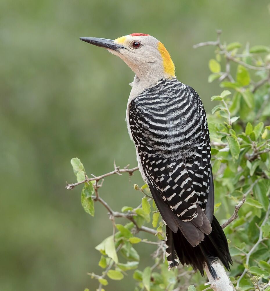 Золотолобый меланерпес - Golden fronted Woodpecker