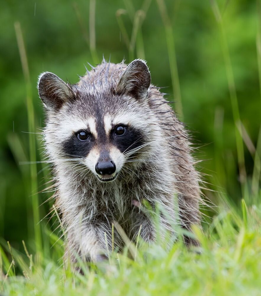 Енот-полоскун - Raccoon