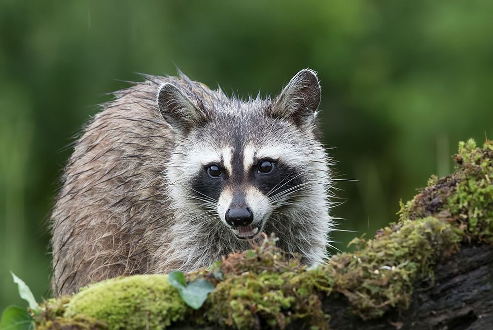 Енот-полоскун - Raccoon