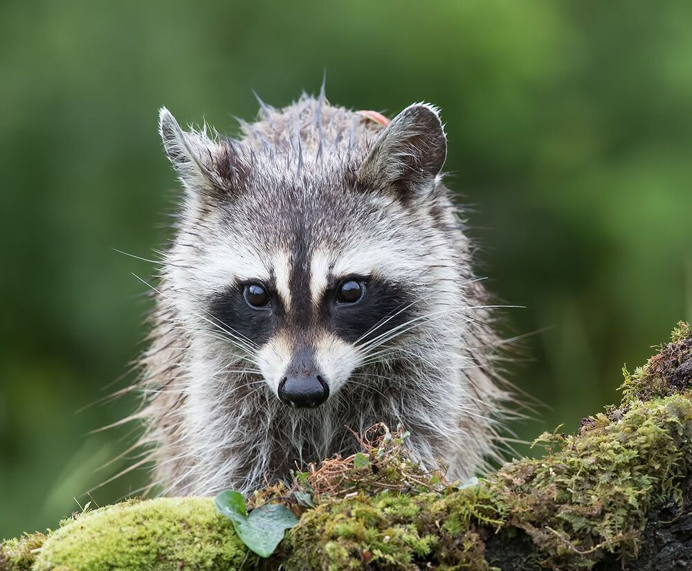 Енот-полоскун - Raccoon