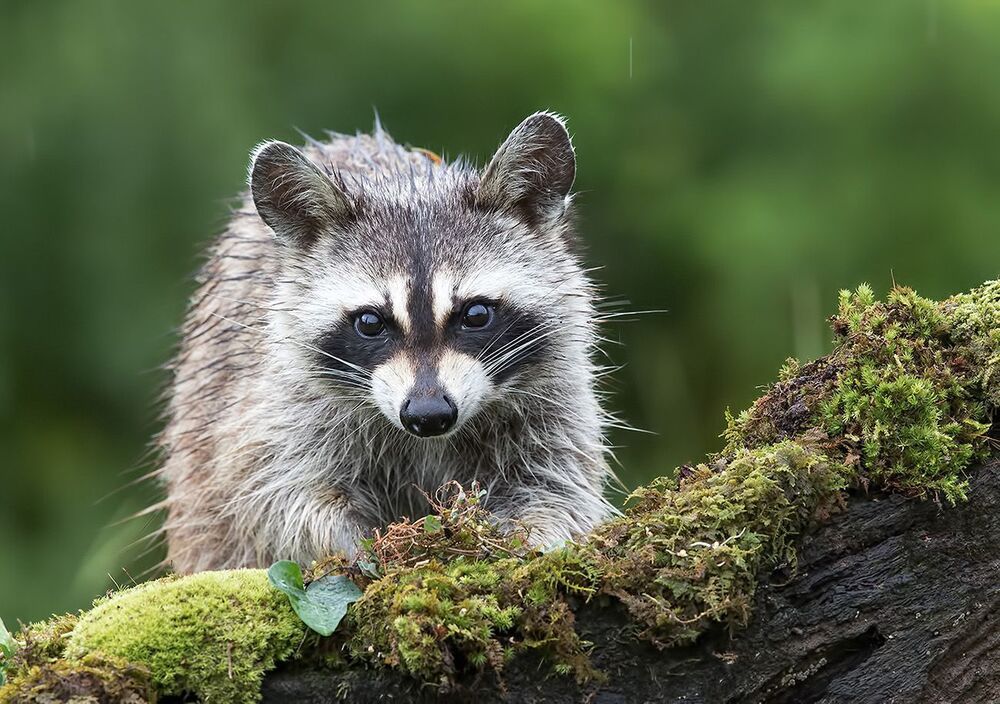 Енот-полоскун - Raccoon