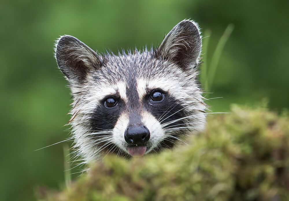Енот-полоскун - Raccoon