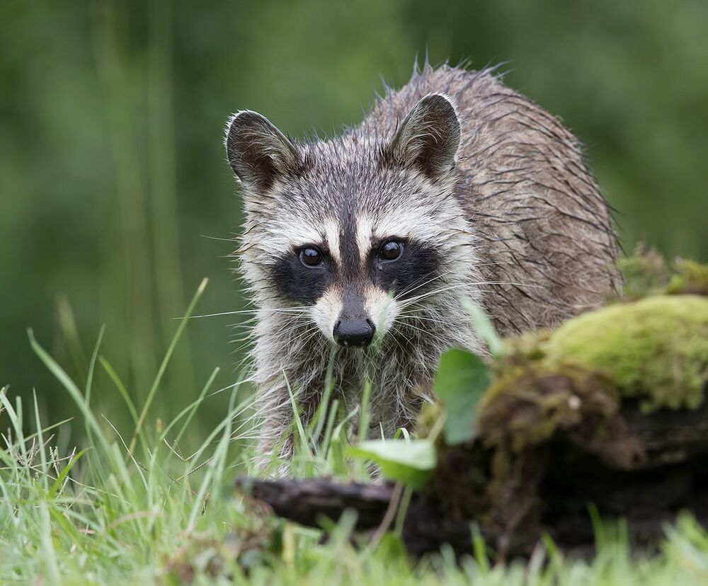 Енот-полоскун - Raccoon