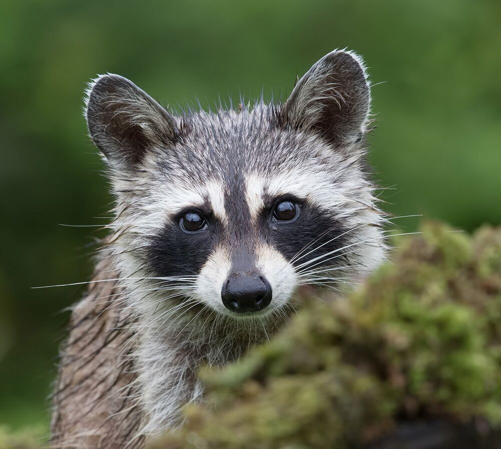 Енот-полоскун - Raccoon