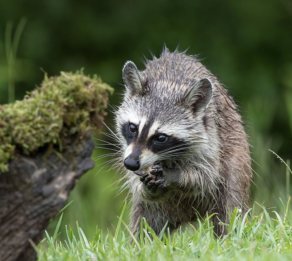 Енот-полоскун - Raccoon