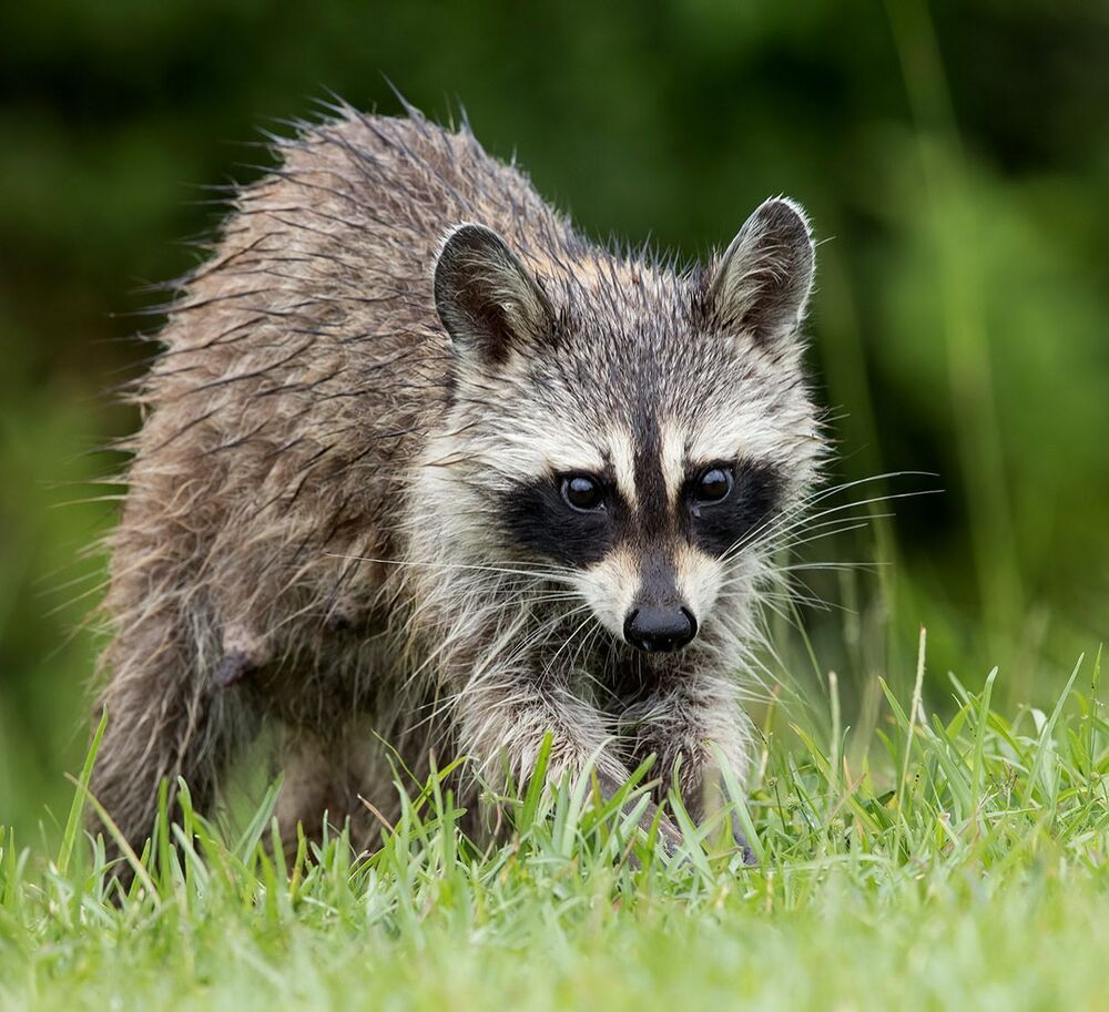 Енот-полоскун - Raccoon