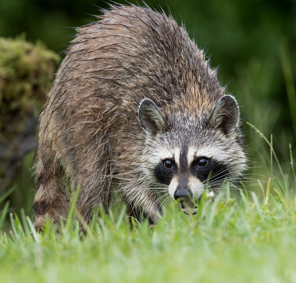 Енот-полоскун - Raccoon