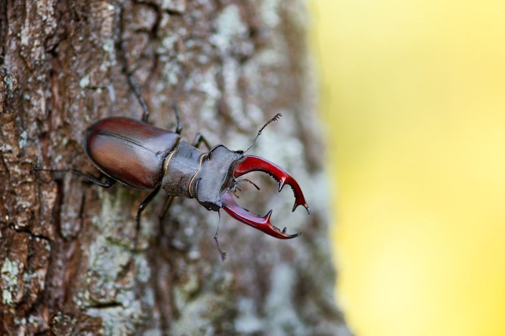 Lucanus cervus