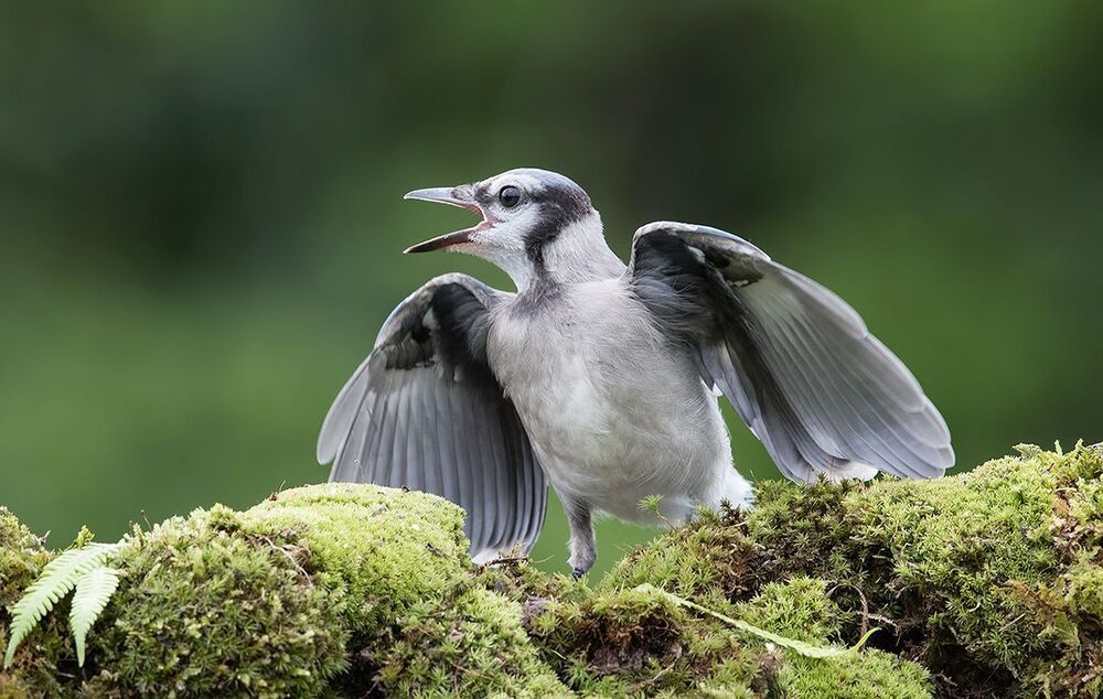 Голубая сойка  - Blue Jay (Juvenile)
