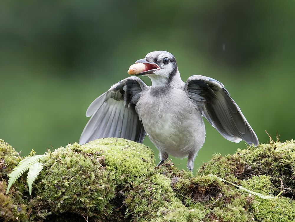 Голубая сойка  - Blue Jay (Juvenile)