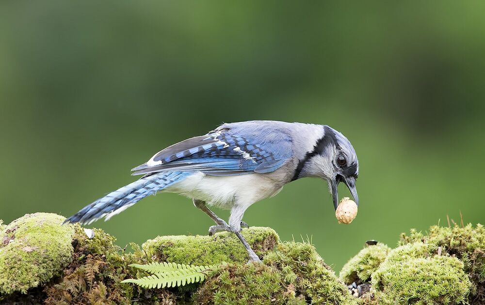 Голубая сойка - Blue Jay