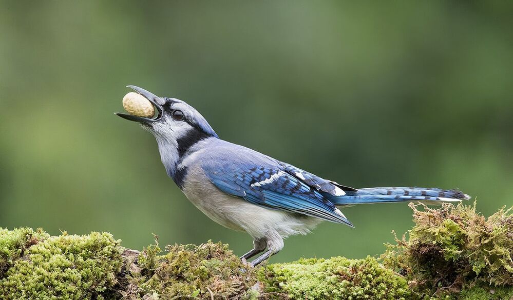 Голубая сойка - Blue Jay