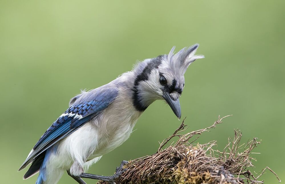 Голубая сойка - Blue Jay