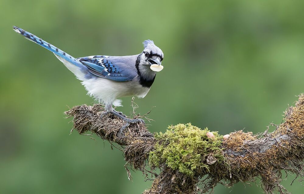 Голубая сойка - Blue Jay