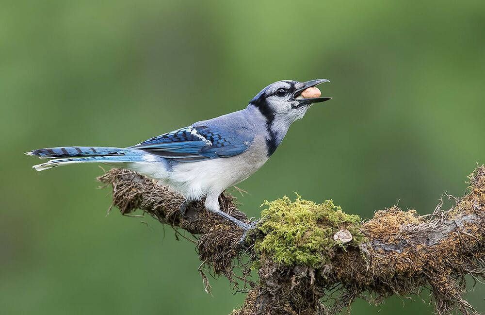 Голубая сойка - Blue Jay