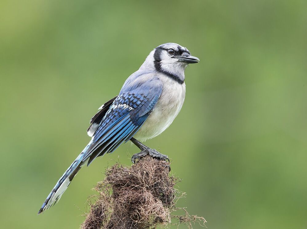 Голубая сойка - Blue Jay