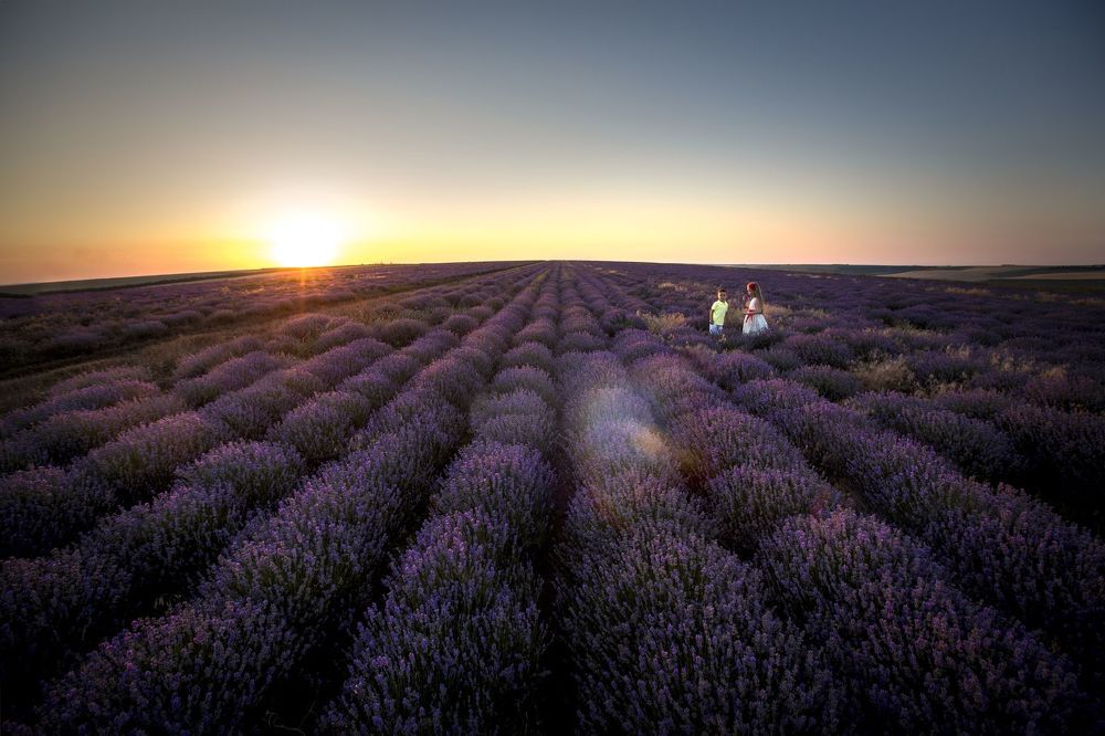Lavanda