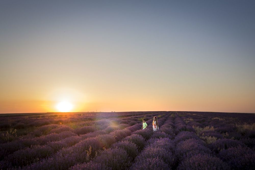 Lavanda