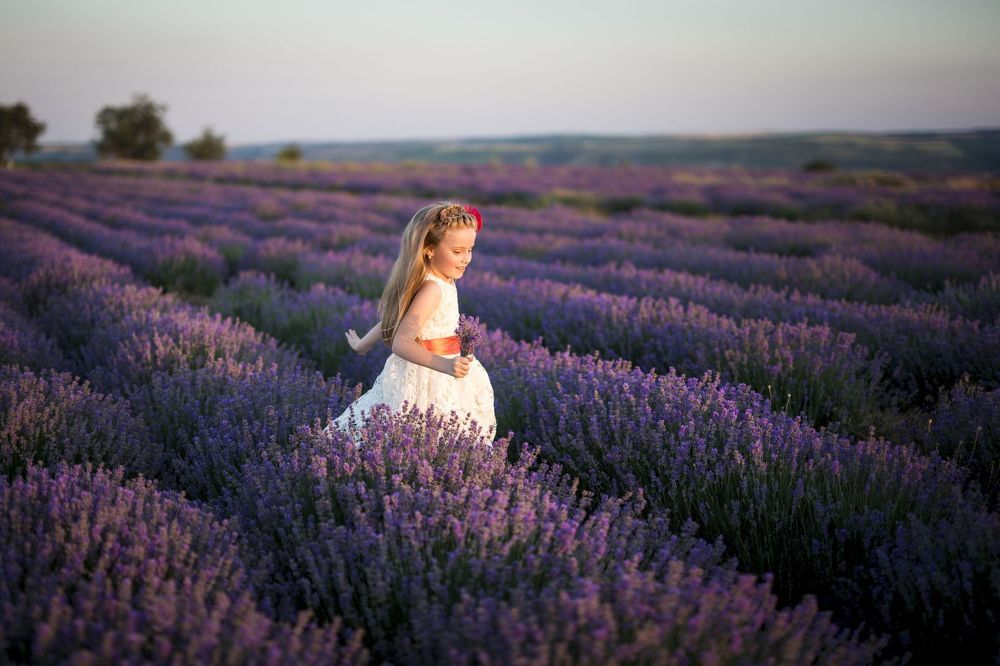Lavanda