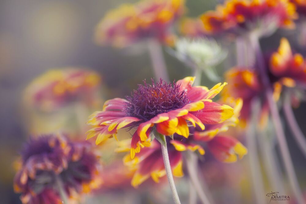 Солнечное