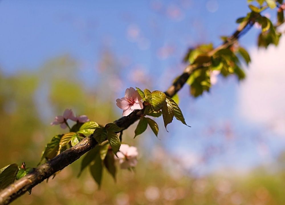Sakura
