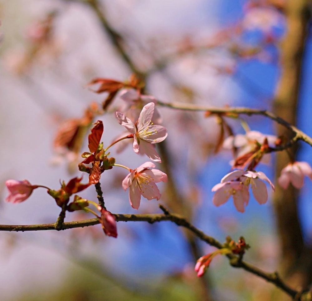 Sakura